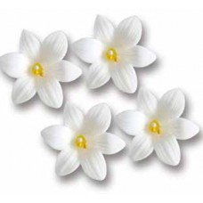 Lilly white